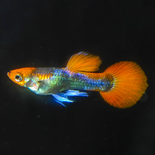 Red Head Black Guppy Group, Male